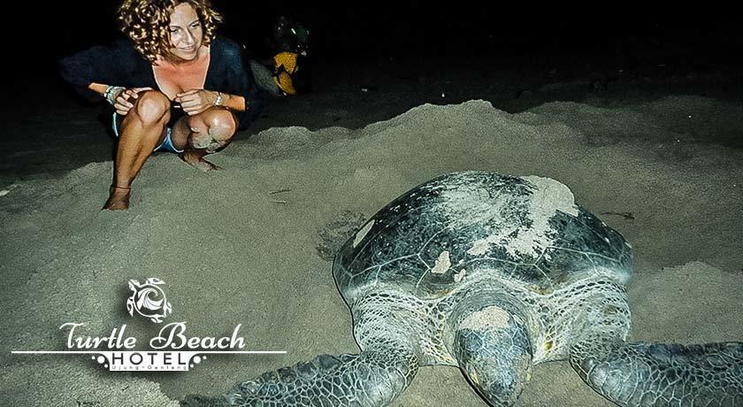 Turtle Beach Hotel Ujunggenteng 部屋 写真